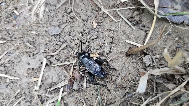 Spring Field Cricket (Gryllus veletis), Medicine Hat, Alberta, Canada